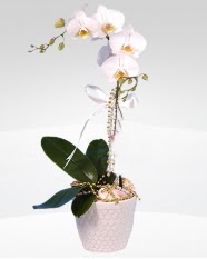 1 dall orkide saks iei  Bitlis online ieki , iek siparii 