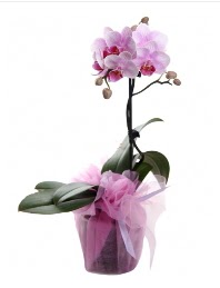 1 dal pembe orkide saks iei  Bitlis kaliteli taze ve ucuz iekler 