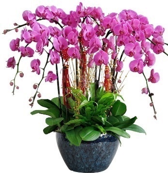 9 dall mor orkide  Bitlis 14 ubat sevgililer gn iek 