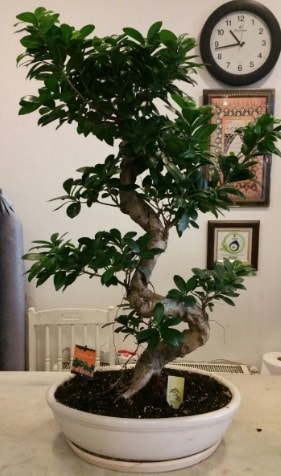 100 cm yksekliinde dev bonsai japon aac  Bitlis nternetten iek siparii 