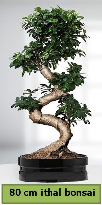 80 cm zel saksda bonsai bitkisi  Bitlis ieki telefonlar 