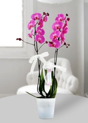 ift dall mor orkide  Bitlis iekiler 