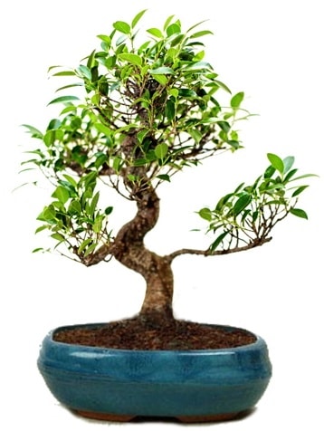 25 cm ile 30 cm aralnda Ficus S bonsai  Bitlis iek gnderme sitemiz gvenlidir 